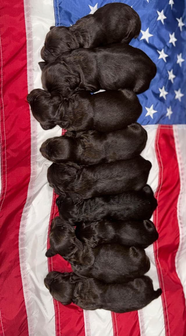 Boykin Spaniel Puppies media 3