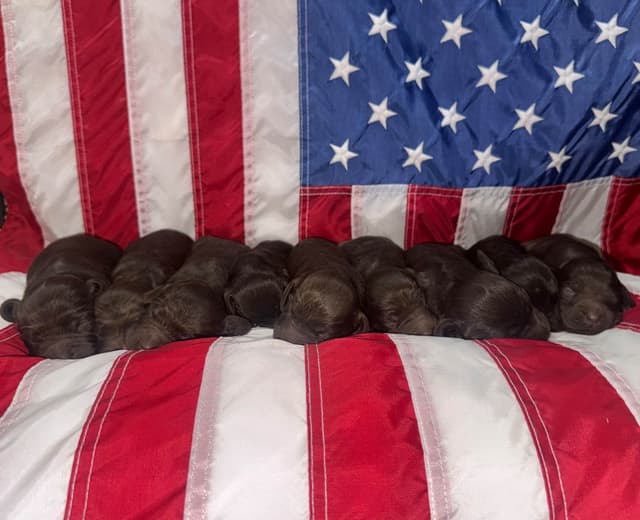 Boykin Spaniel Puppies media 2