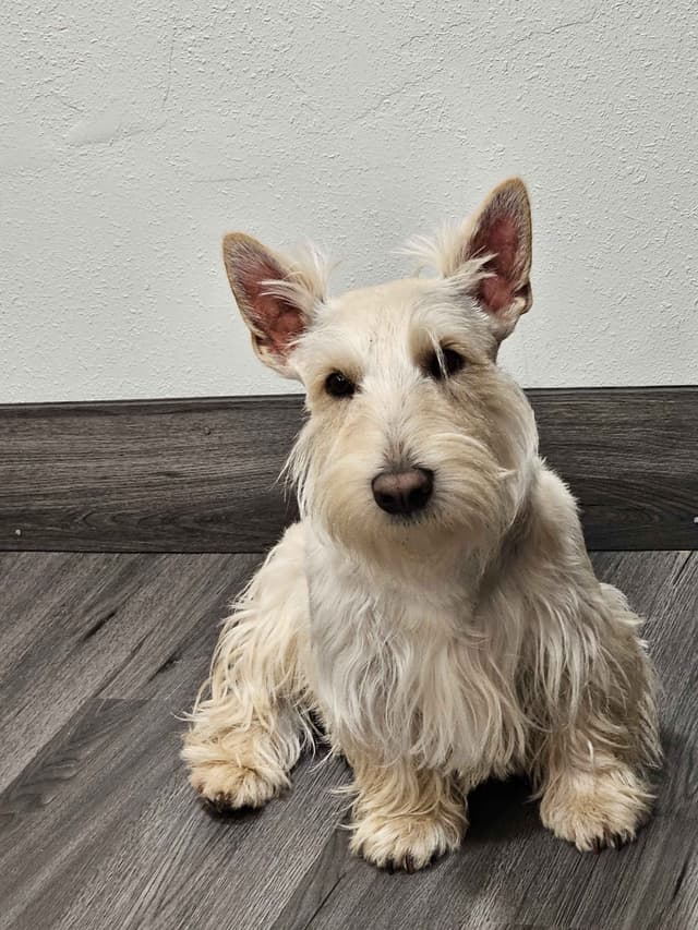 Scottish Terrier Puppies media 2