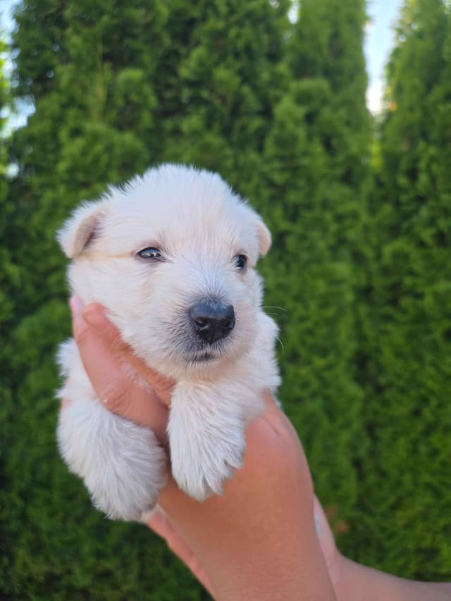 Scottish Terrier Puppies media 5