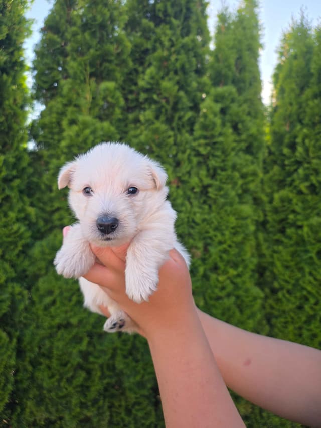 Scottish Terrier Puppies media 7