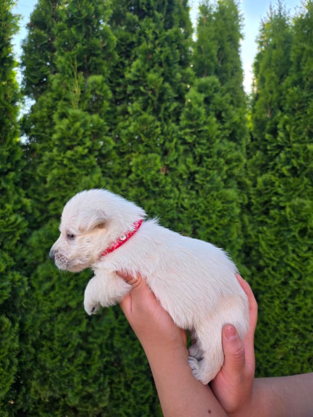 Scottish Terrier Puppies media 8