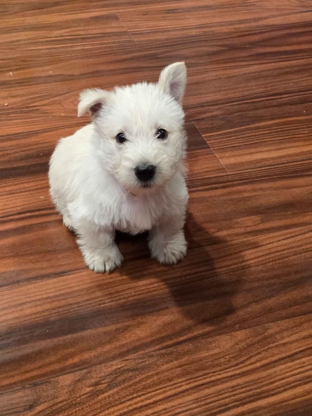 Scottish Terrier Puppies media 6