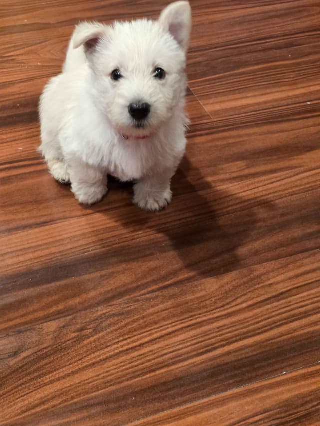 Scottish Terrier Puppies media 9
