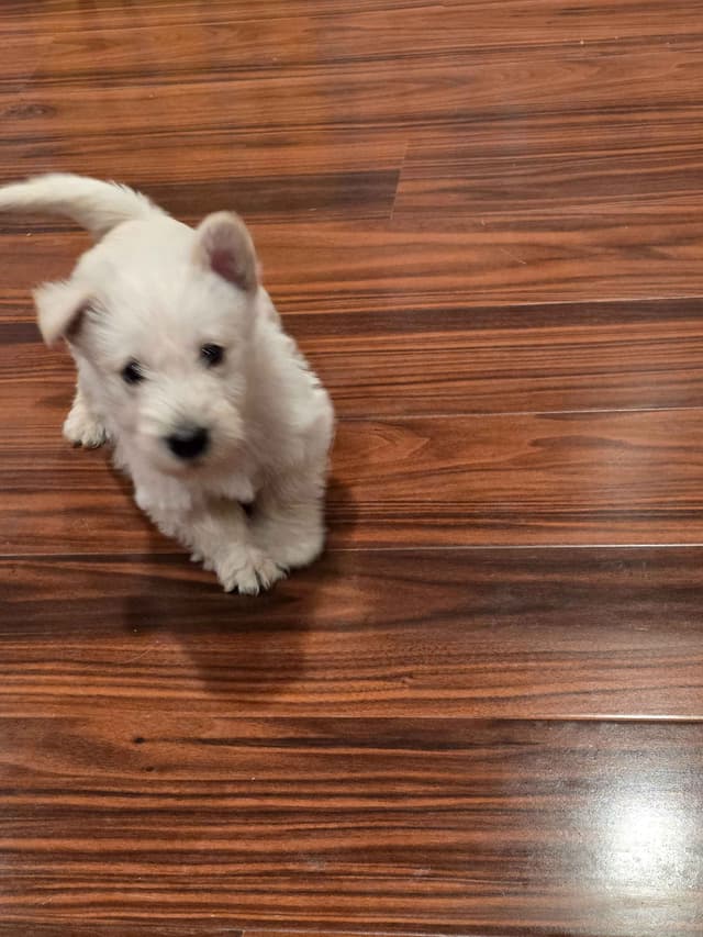 Scottish Terrier Puppies media 10