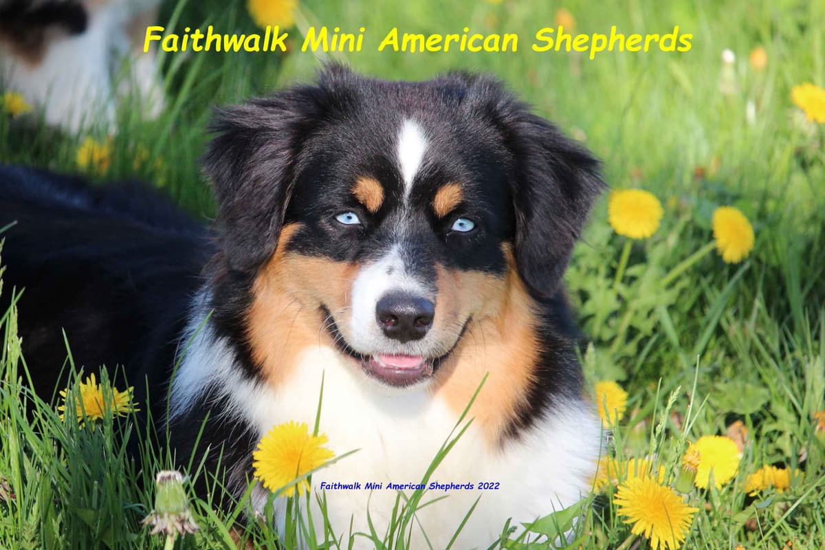 Miniature American Shepherd Puppies breeder image 1