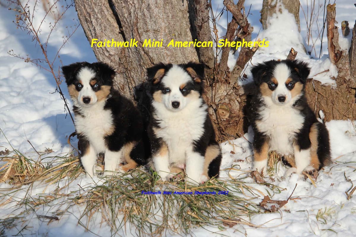 Miniature American Shepherd Puppies breeder image 4