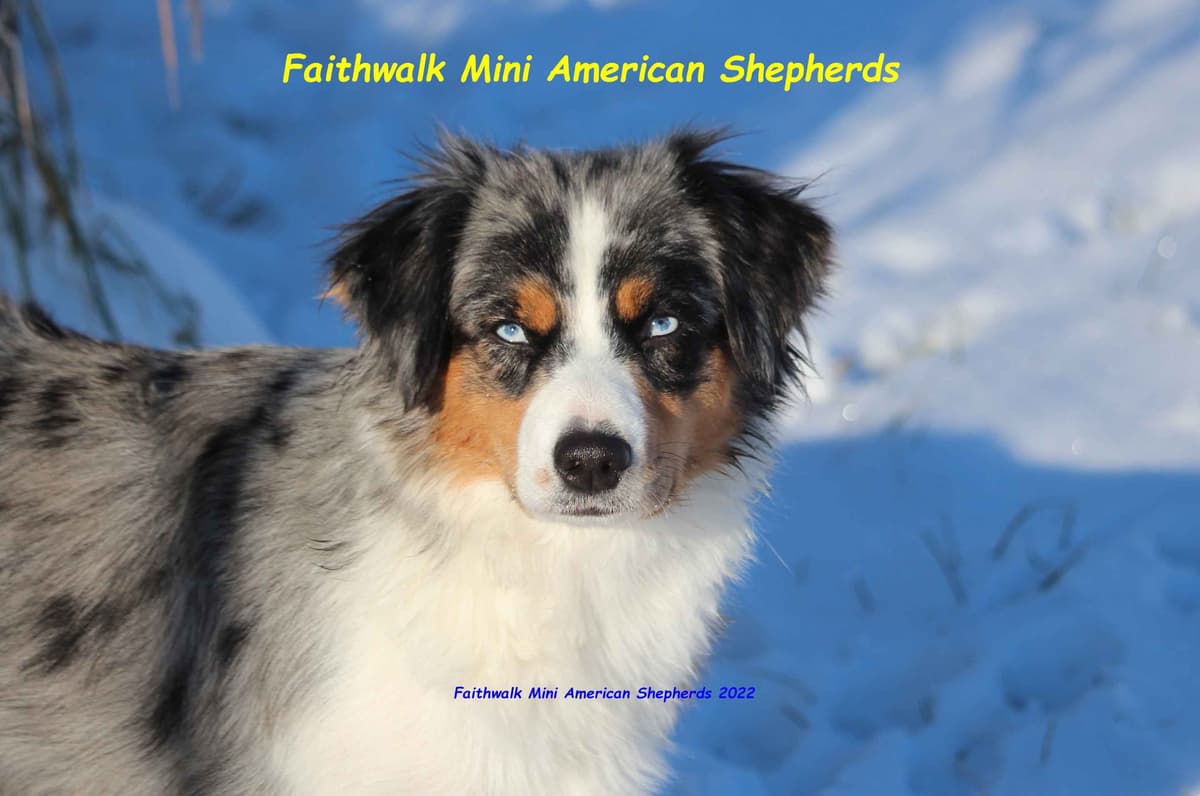 Miniature American Shepherd Puppies breeder image 5
