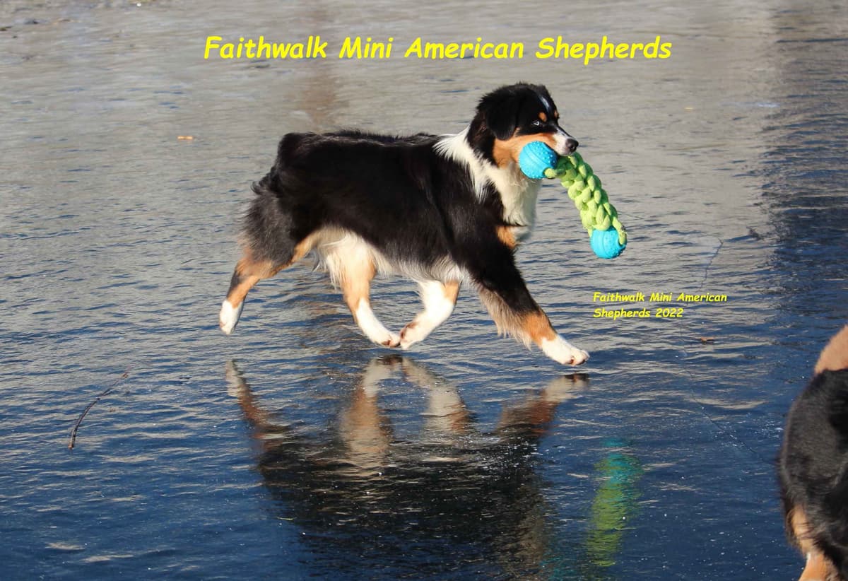 Miniature American Shepherd Puppies breeder image 6