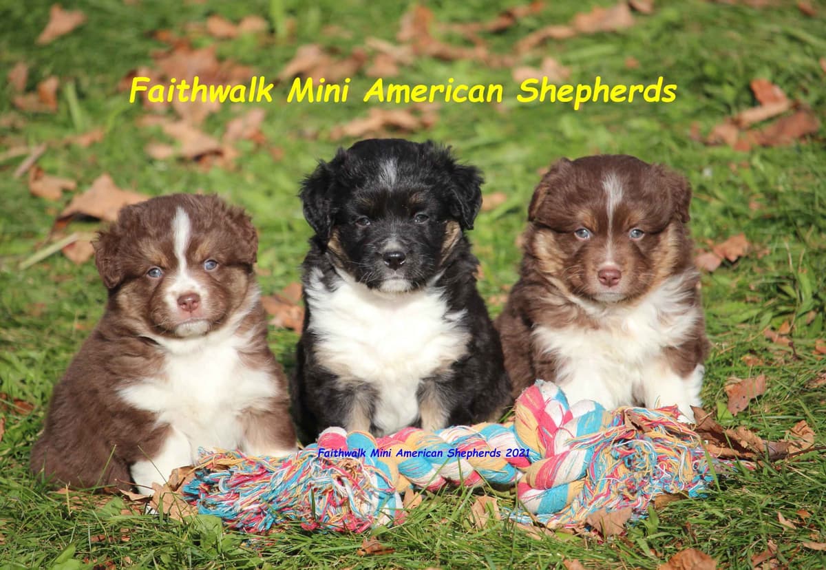 Miniature American Shepherd Puppies breeder image 9