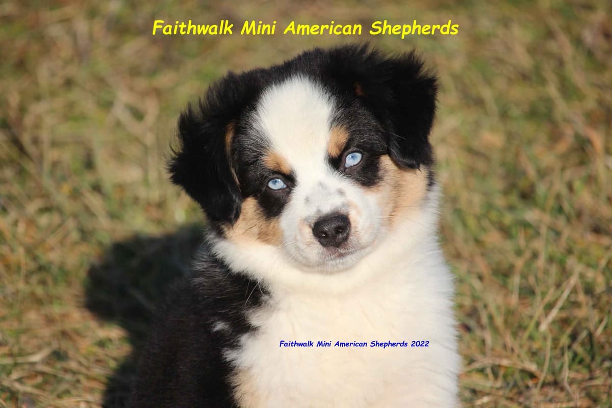 Miniature American Shepherd Puppies breeder image 12
