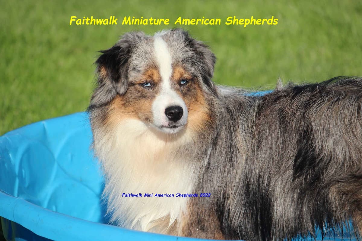 Miniature American Shepherd Puppies breeder image 13