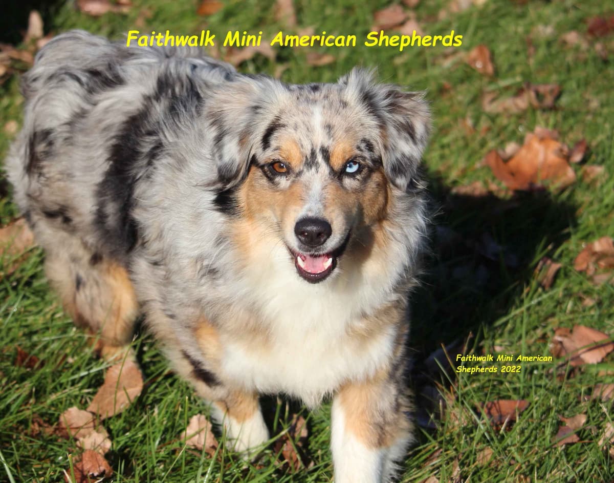 Miniature American Shepherd Puppies breeder image 14
