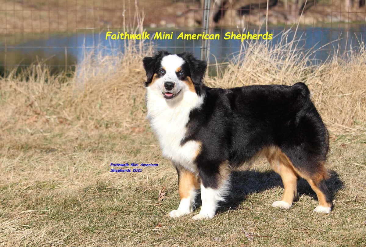 Miniature American Shepherd Puppies breeder image 15