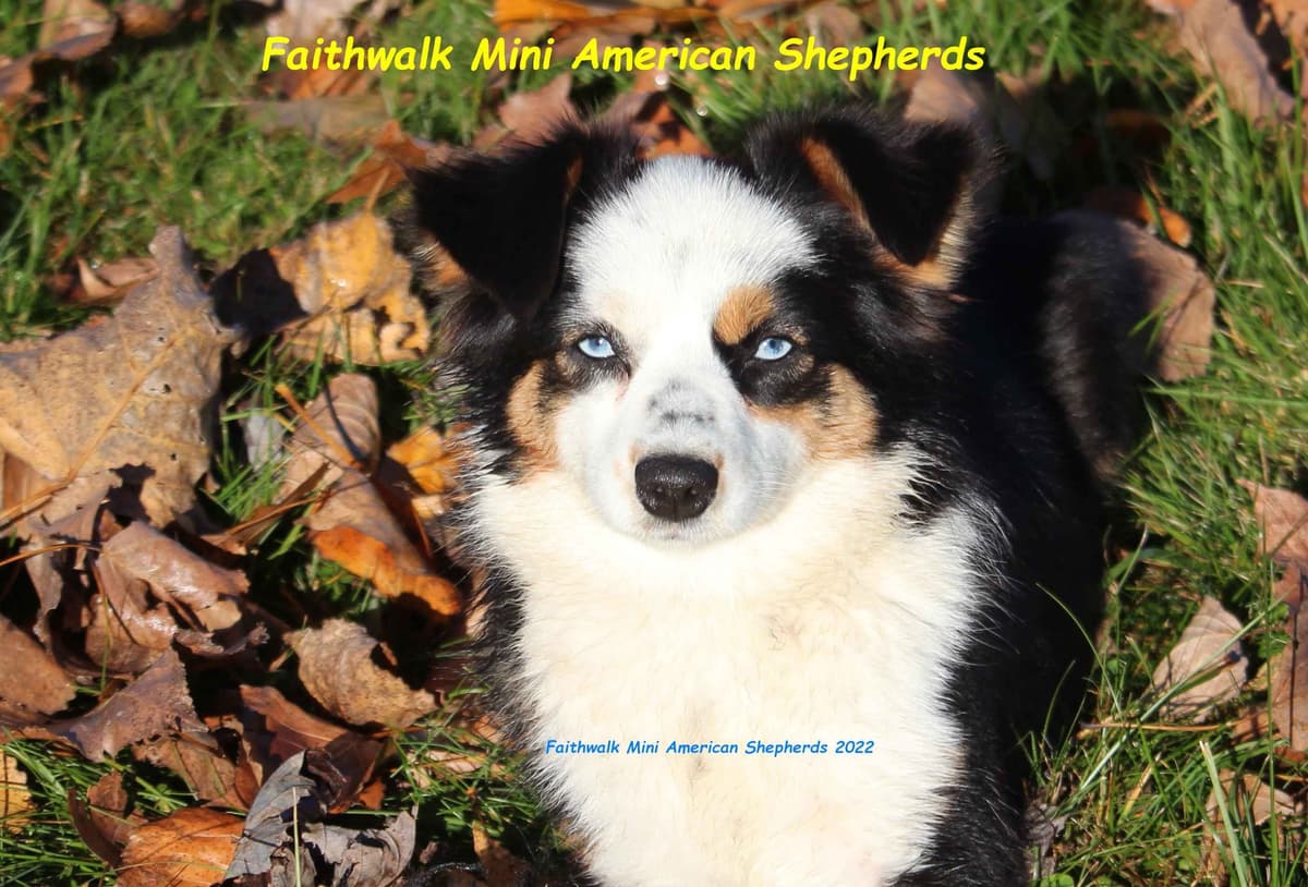 Miniature American Shepherd Puppies breeder image 17