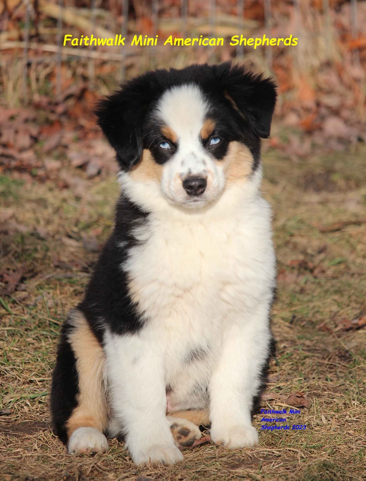 Miniature American Shepherd Puppies breeder image 19