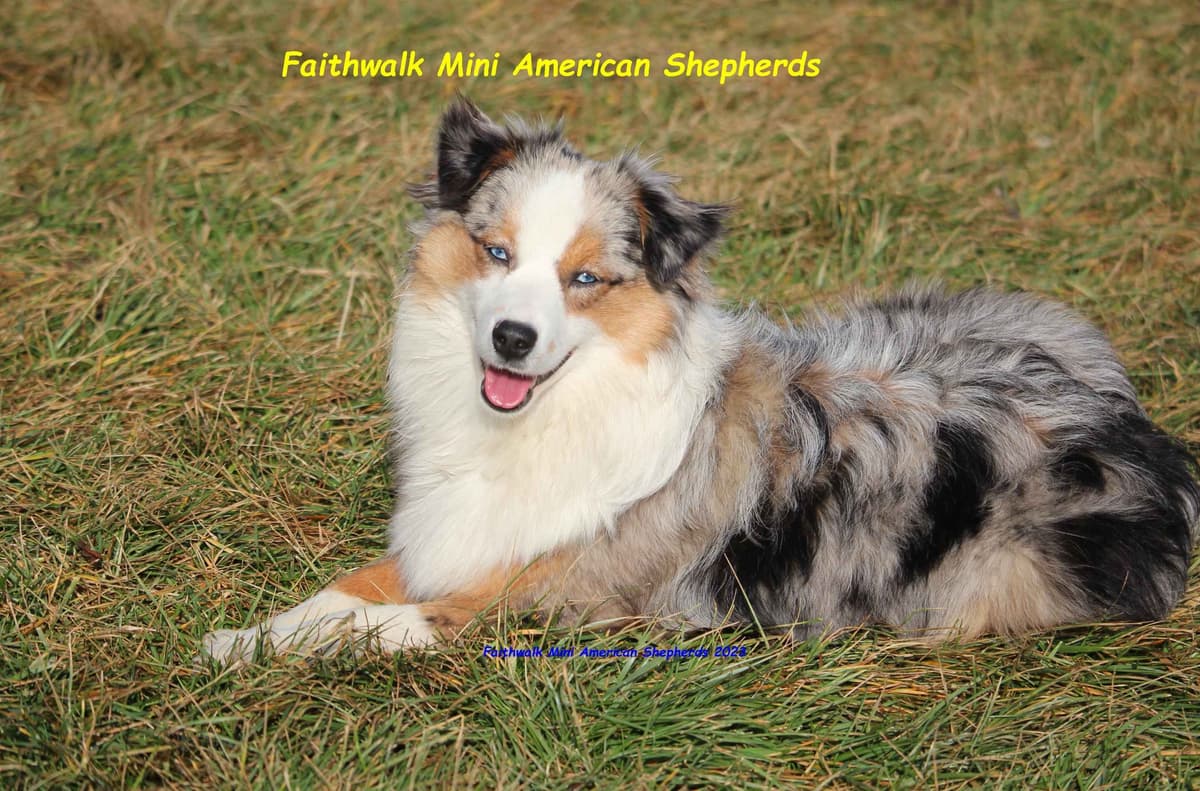 Miniature American Shepherd Puppies breeder image 20