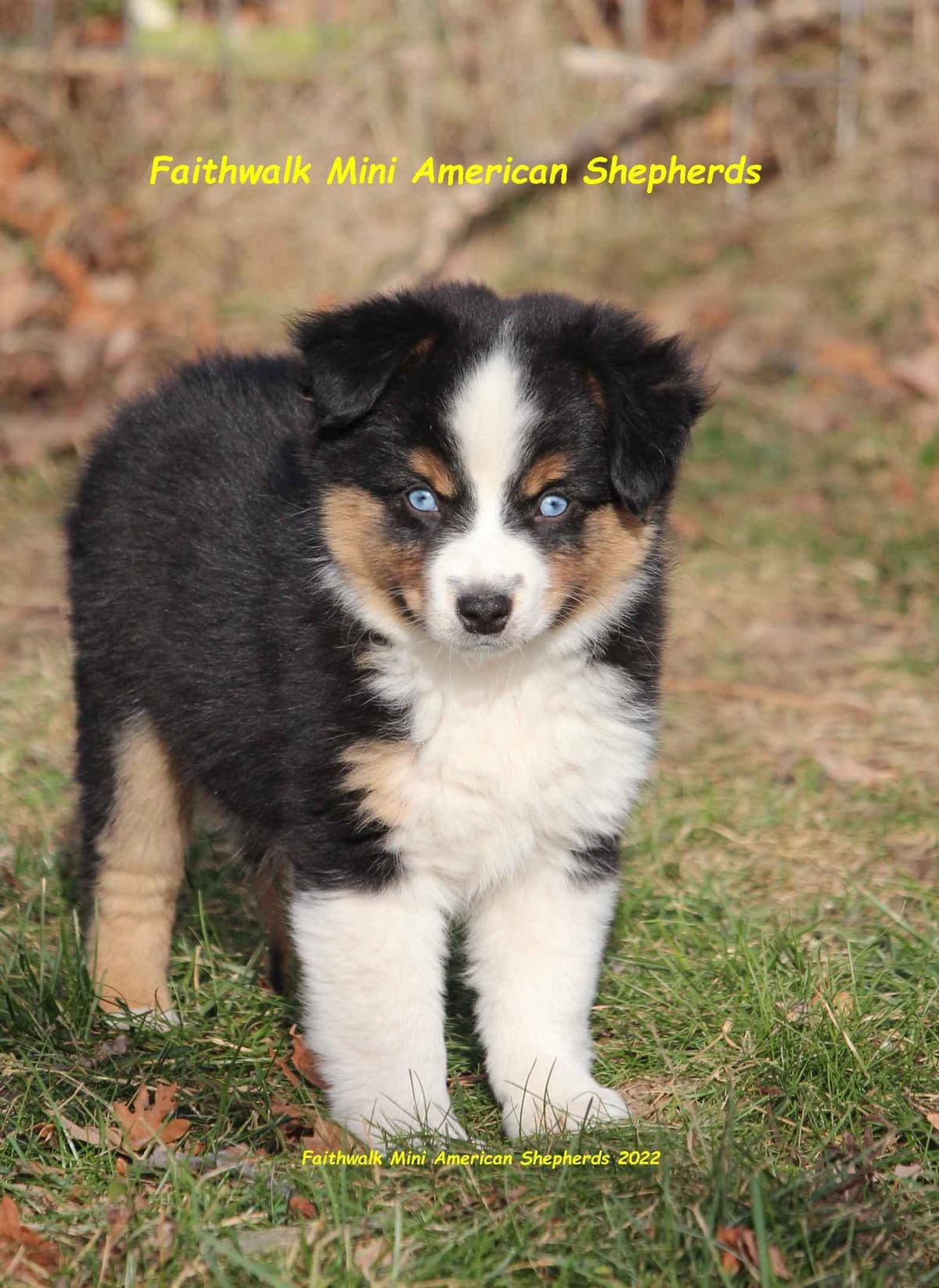 Miniature American Shepherd Puppies breeder image 21