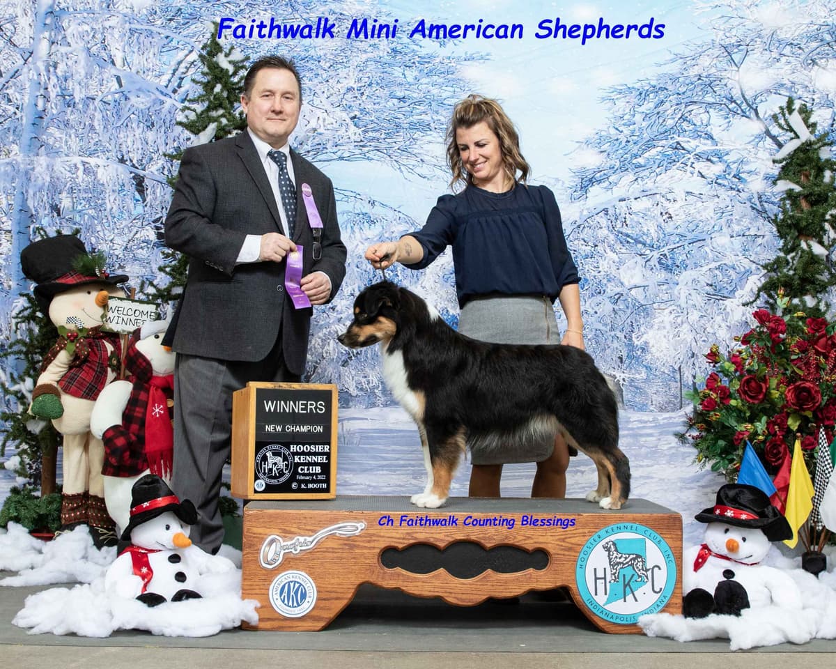 Miniature American Shepherd Puppies breeder image 22