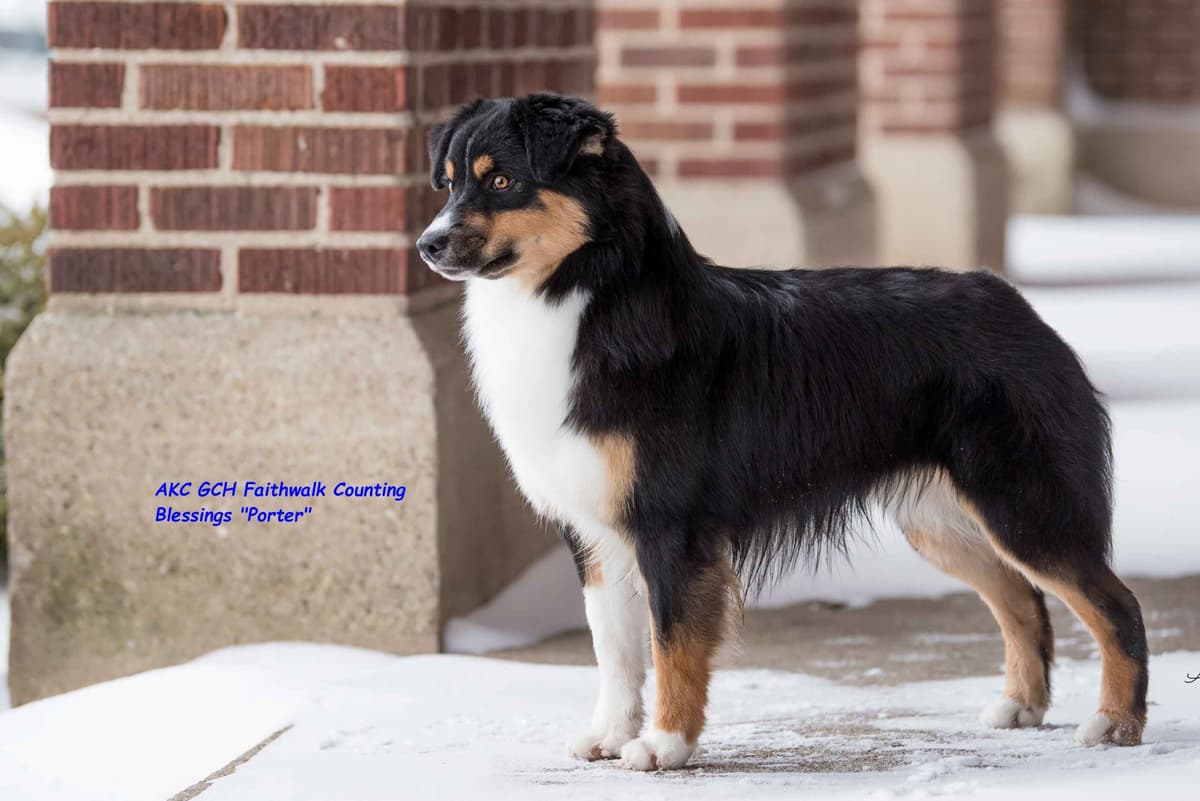 Miniature American Shepherd Puppies breeder image 23