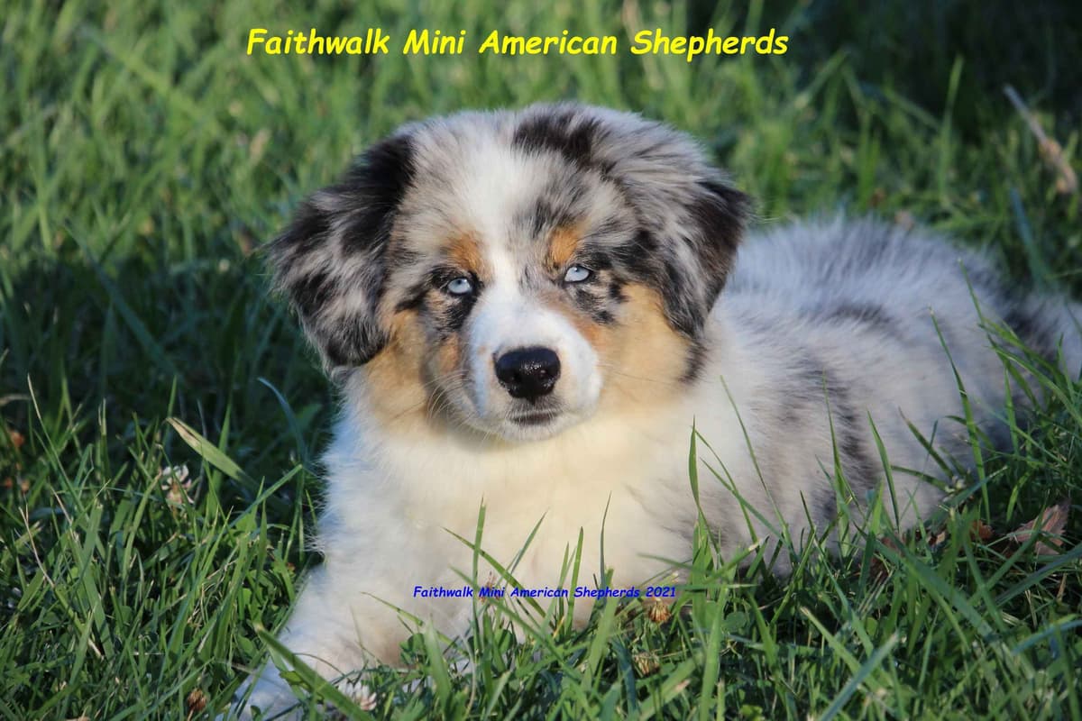 Miniature American Shepherd Puppies breeder image 25