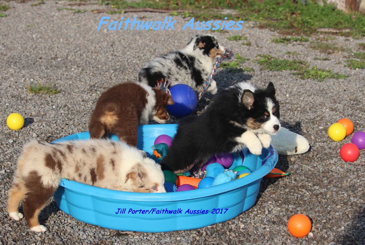 Miniature American Shepherd Puppies breeder image 27