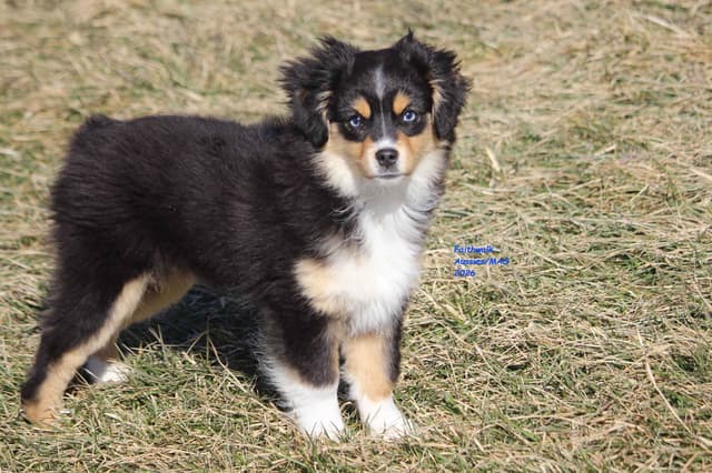 Miniature American Shepherd Puppies media 5