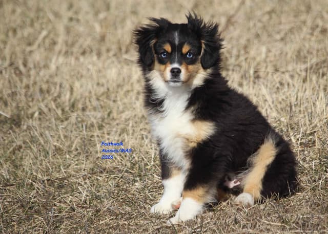 Miniature American Shepherd Puppies media 4