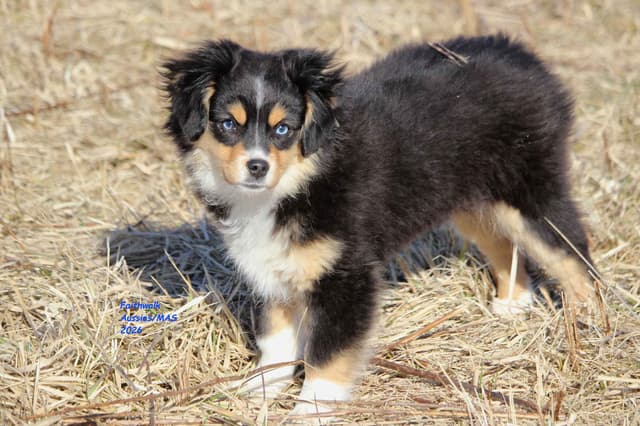 Miniature American Shepherd Puppies media 3