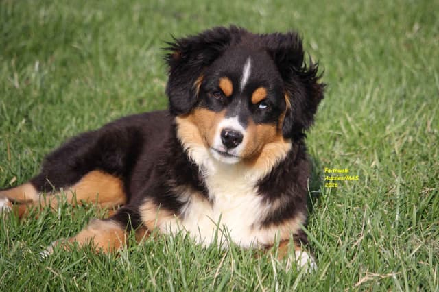 Miniature American Shepherd Puppies media 2