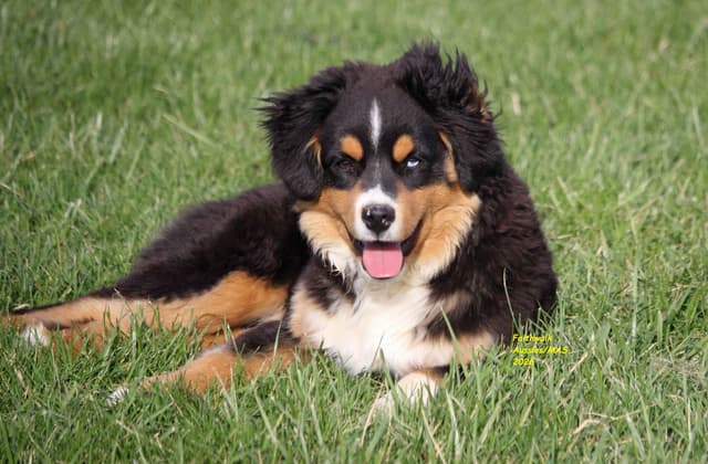 Miniature American Shepherd Puppies media 6