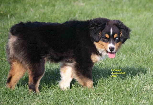Miniature American Shepherd Puppies media 7