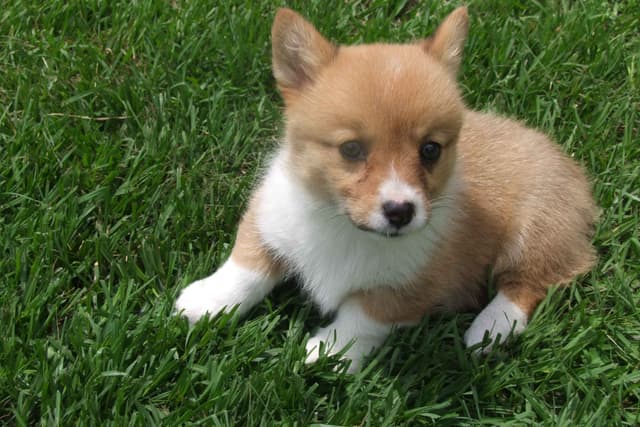 Pembroke Welsh Corgi Puppies media 2
