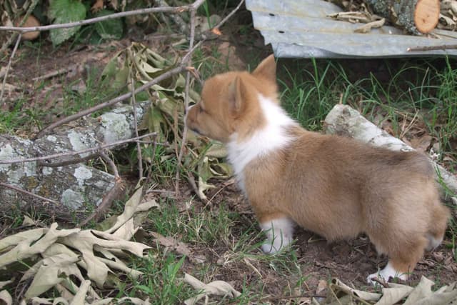 Pembroke Welsh Corgi Puppies media 3