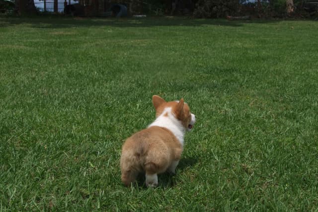 Pembroke Welsh Corgi Puppies media 4