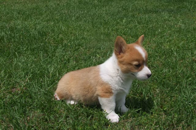 Pembroke Welsh Corgi Puppies media 5