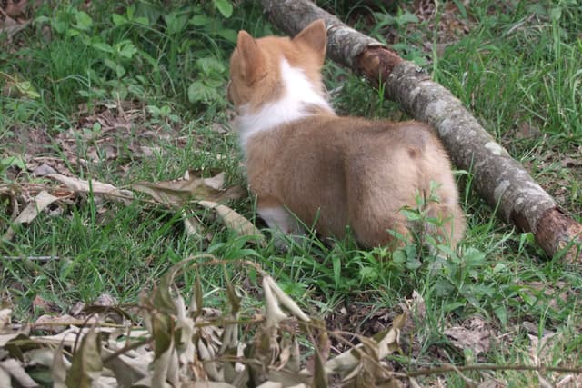 Pembroke Welsh Corgi Puppies media 6