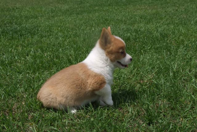 Pembroke Welsh Corgi Puppies media 7