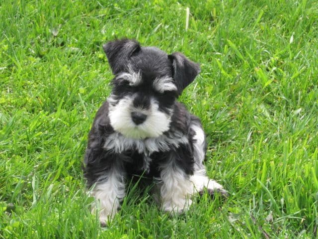 Miniature Schnauzer Puppies breeder image 1