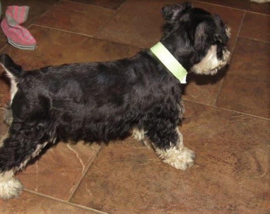 Miniature Schnauzer Puppies breeder image 3