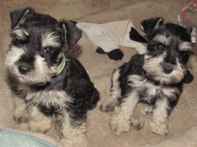 Miniature Schnauzer Puppies breeder image 4