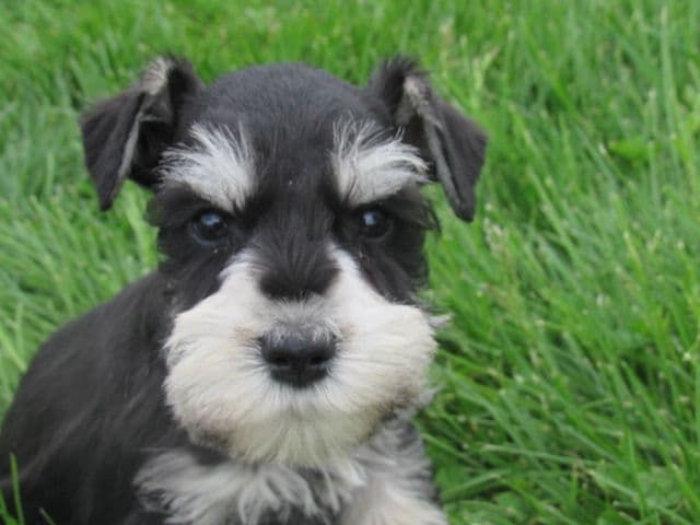 Miniature Schnauzer Puppies breeder image 5