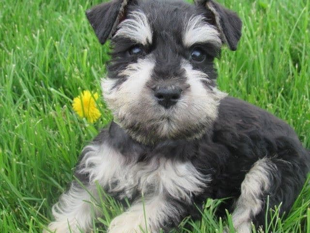Miniature Schnauzer Puppies breeder image 8