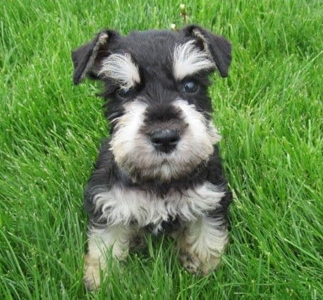 Miniature Schnauzer Puppies breeder image 9