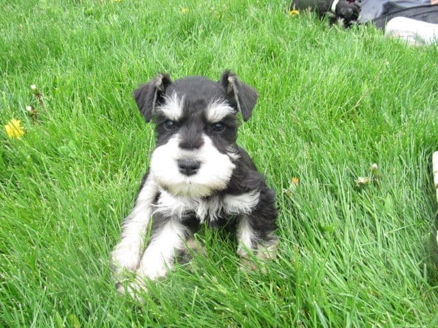 Miniature Schnauzer Puppies breeder image 10