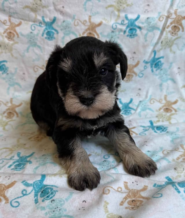 Miniature Schnauzer Puppies media 2