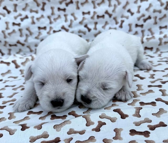 Miniature Schnauzer Puppies media 2