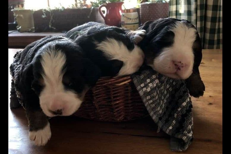 Bernese Mountain Dog Puppies breeder image 1