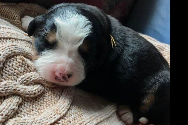 Bernese Mountain Dog Puppies breeder image 2