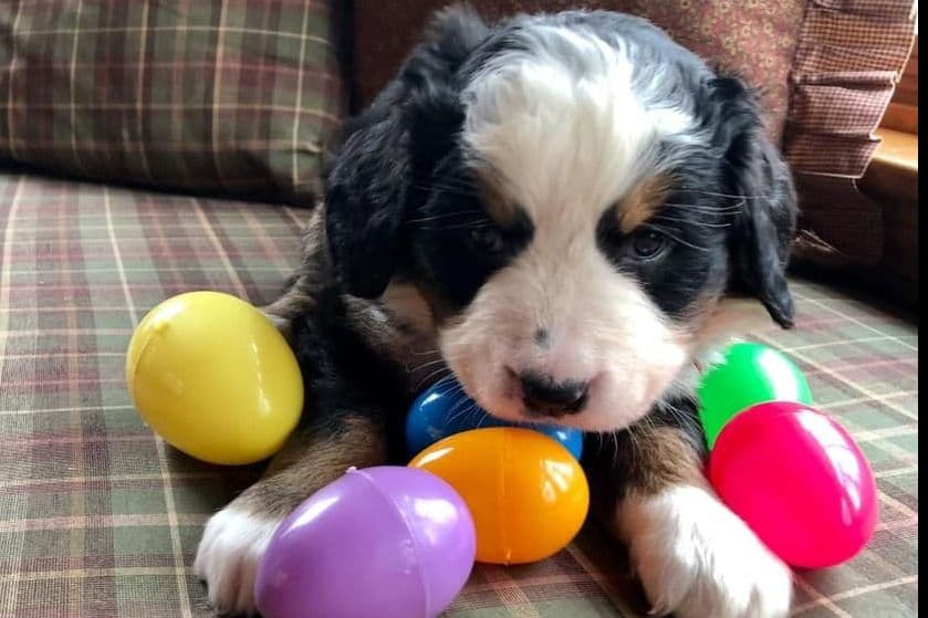 Bernese Mountain Dog Puppies breeder image 3